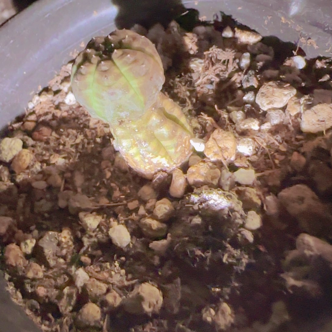 K***g块根植物块根植物