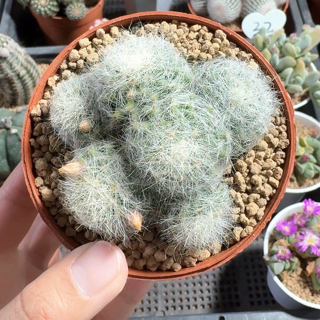 芳香丸仙人球123