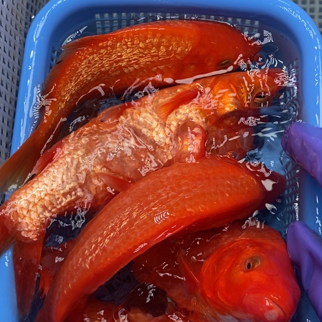 锦鲤冷水锦鲤包邮 5