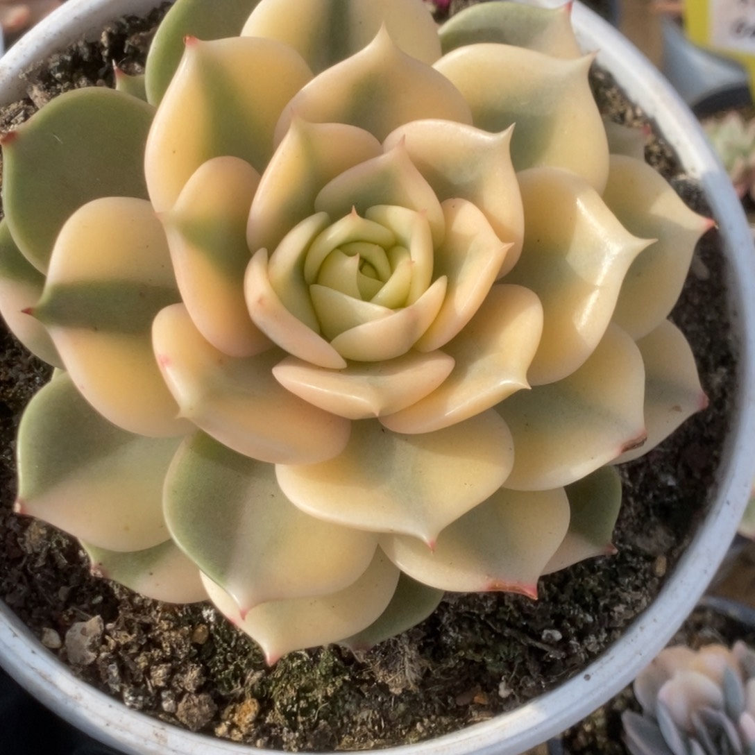 360贝加尔湖大尺寸锦锦