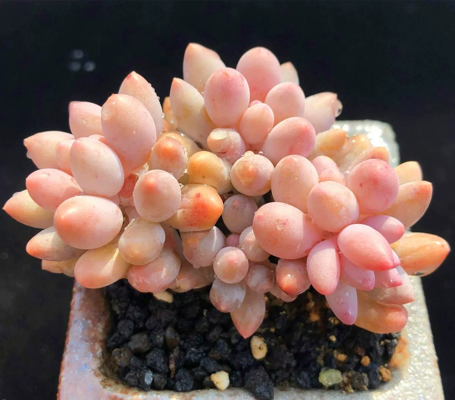 婴儿手指多肉植物绿植盆栽