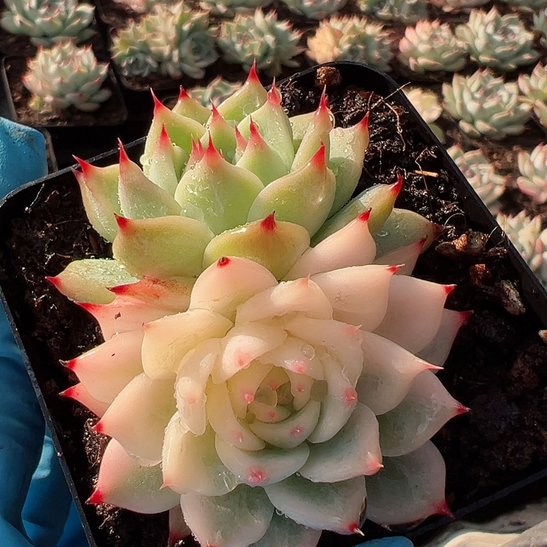 吉娃娃锦，半覆轮锦加绿头