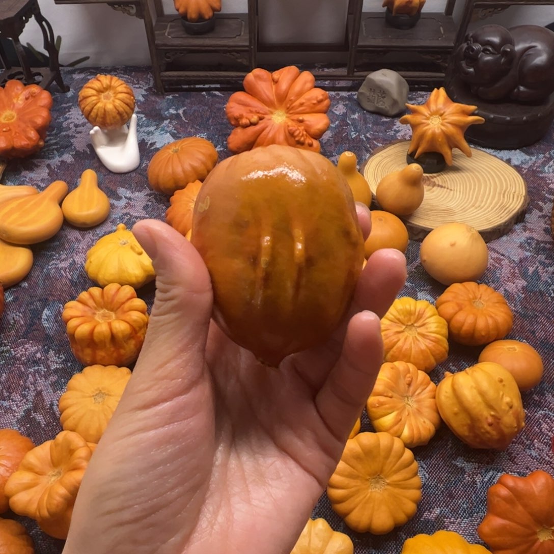墨西哥葫芦小胖胖