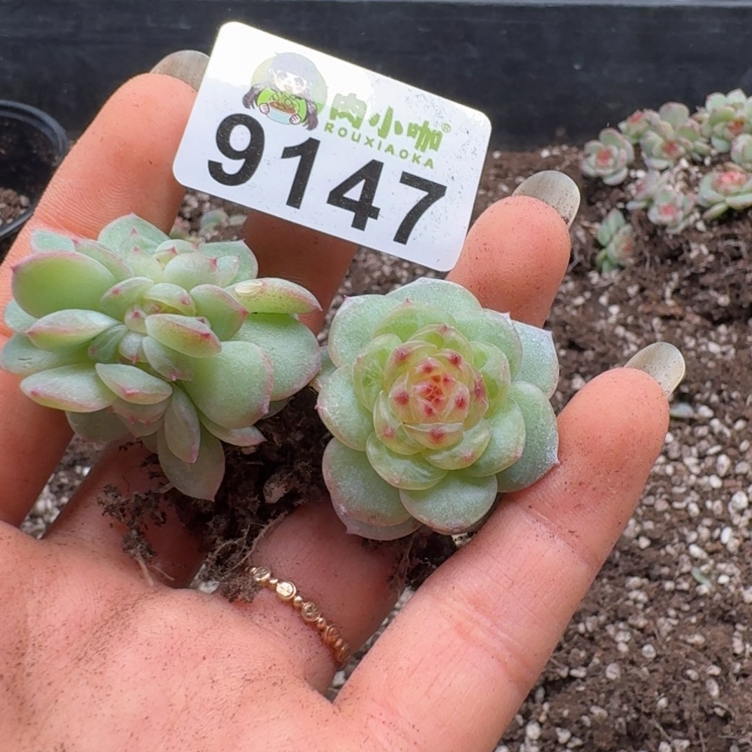 暖****多肉植物多肉植物