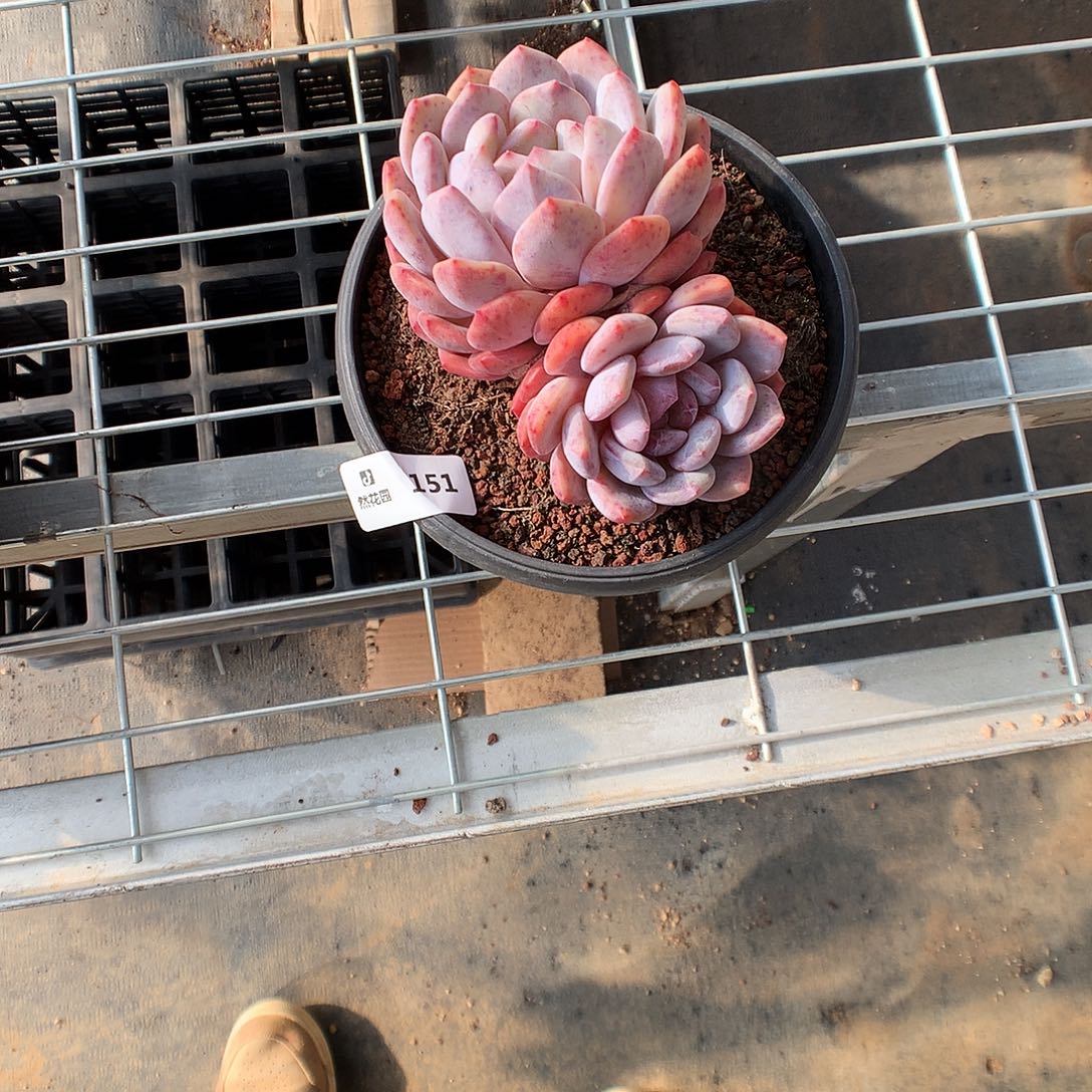 151梦露多肉植物666