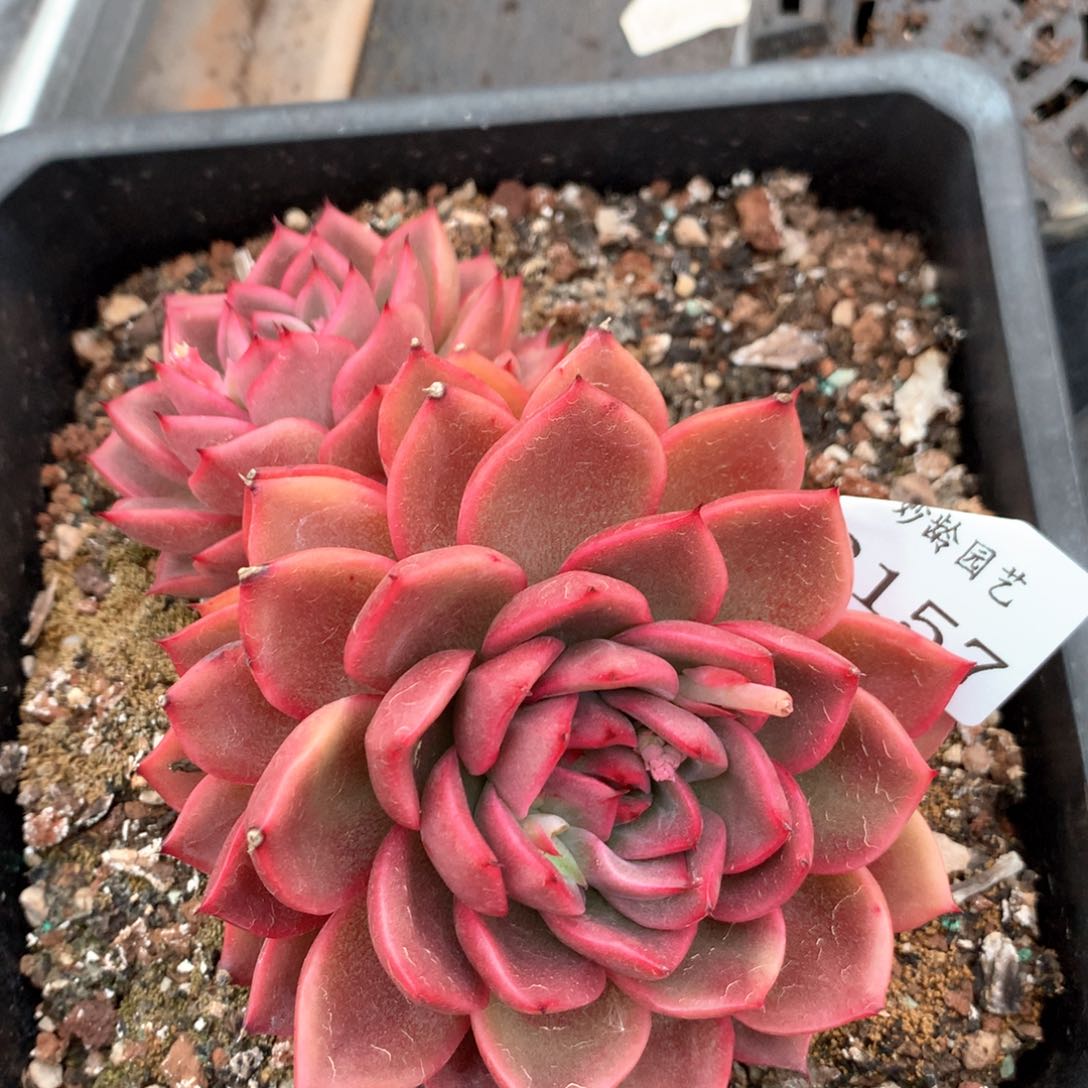 2157杂交多肉植物