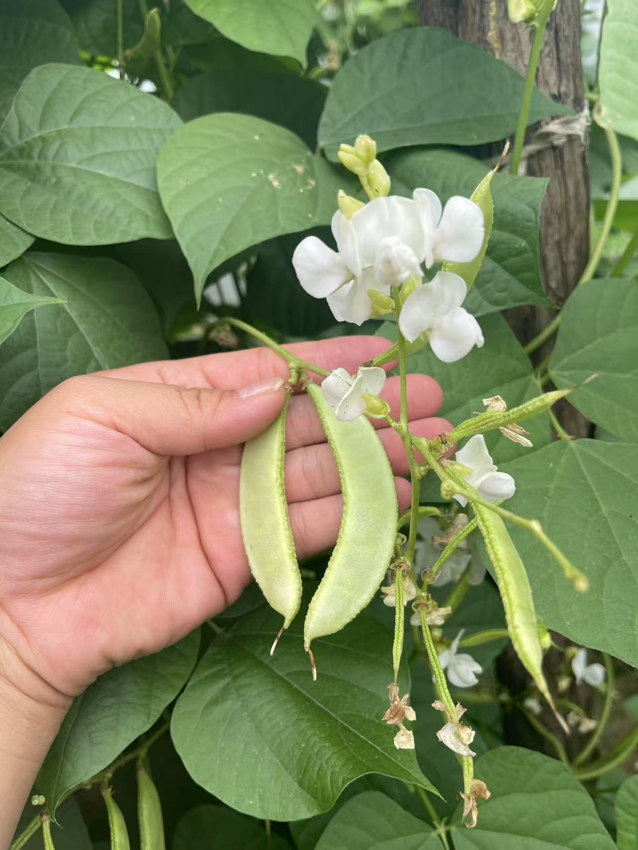 新鲜蛾眉豆湖北特产新鲜鹅明豆绿豆扁豆农家种植现摘现发
