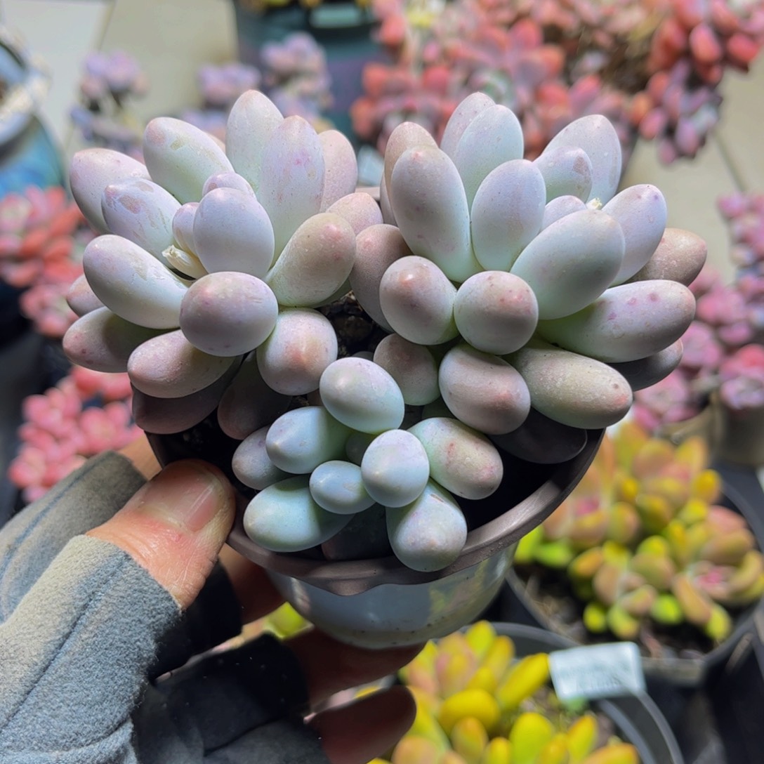 1131汤圆10厘米多肉