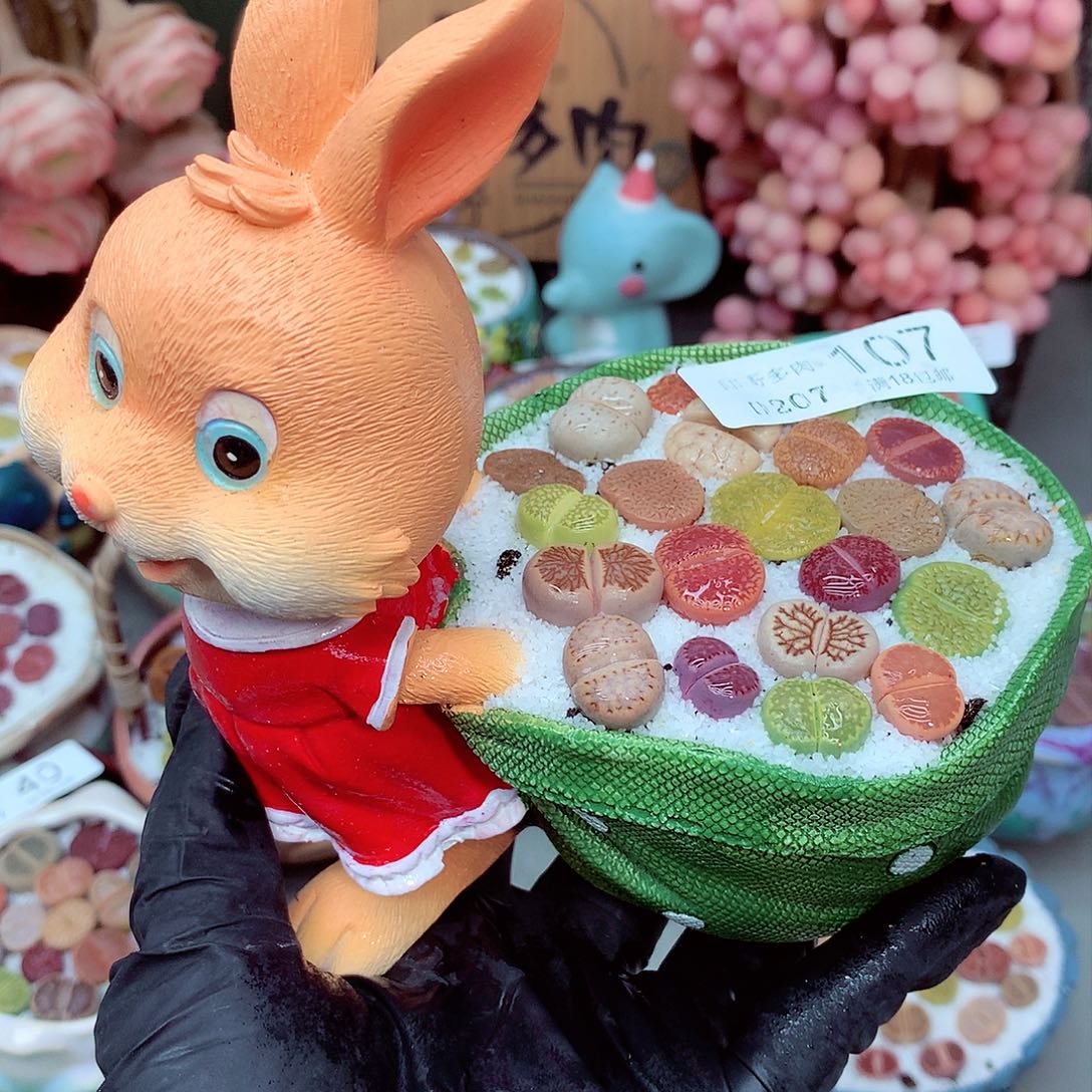 生石花满18包邮7-107