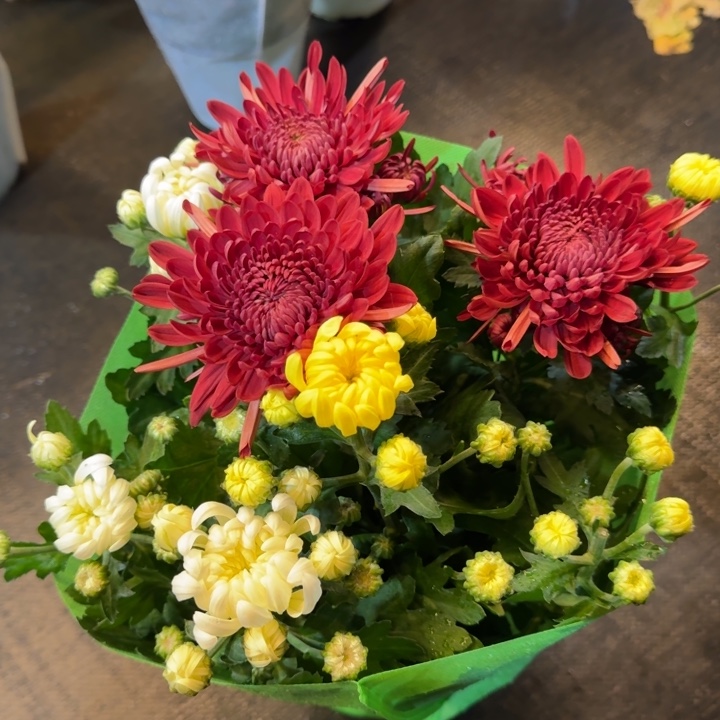 150规格龙爪菊红白黄