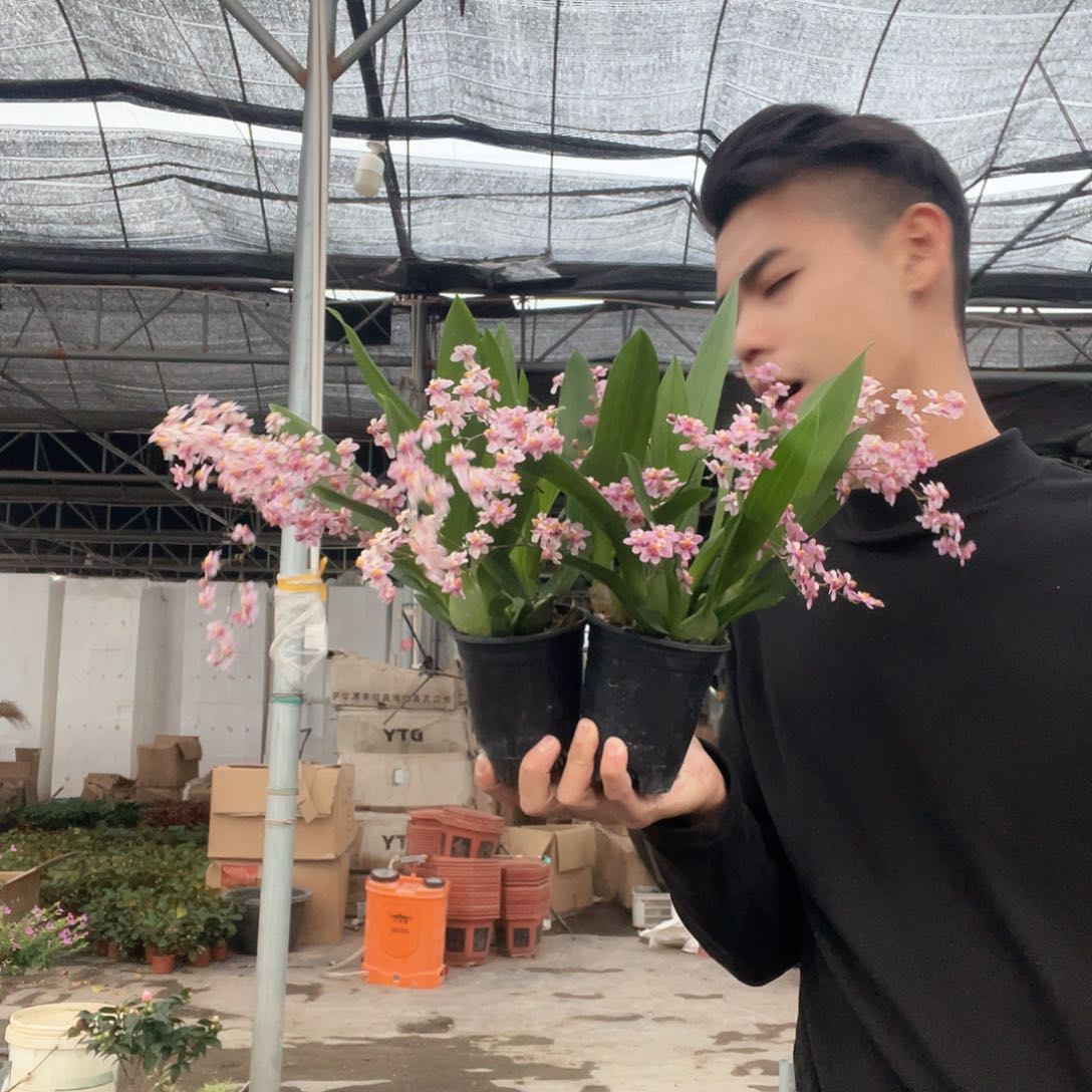 大部分花苞少量开放梦香兰两盆