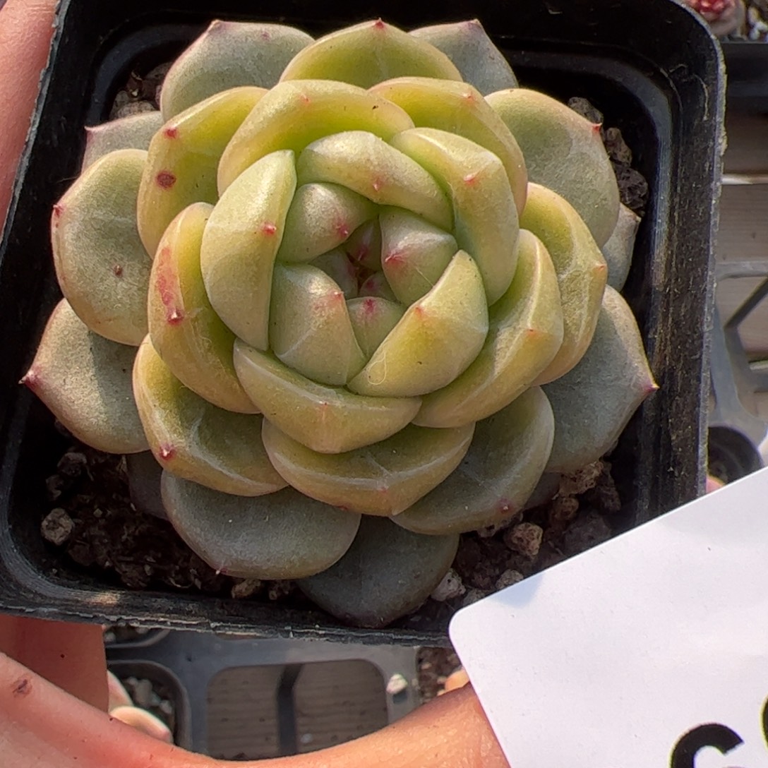 096 满38包邮一物一拍