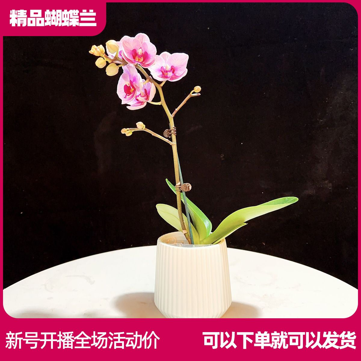 【宝贝B01】精品蝴蝶兰鲜花室内花装饰绿植桌面花办公室客厅景观