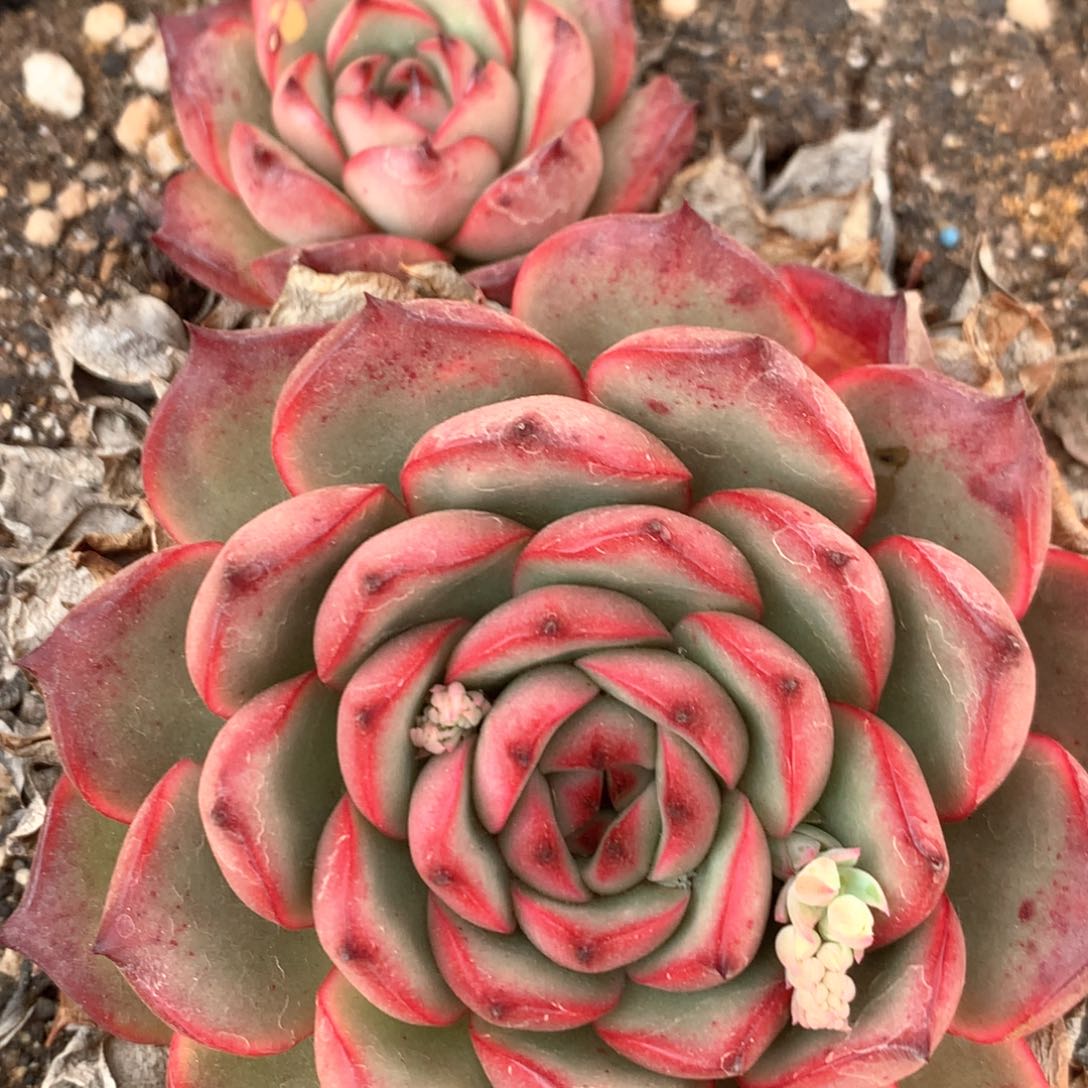 6812杂交多肉植物