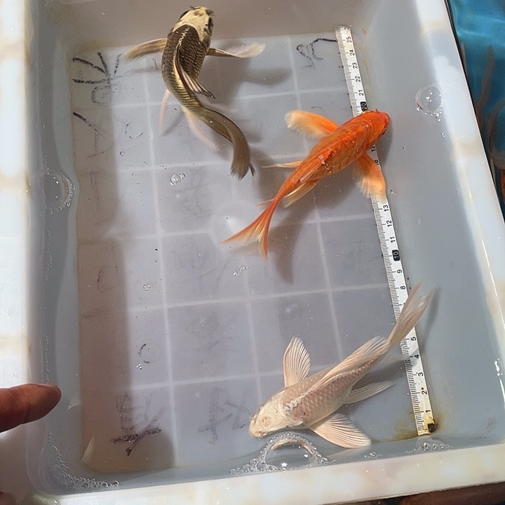 蝴蝶鲤鱼渔场直发179