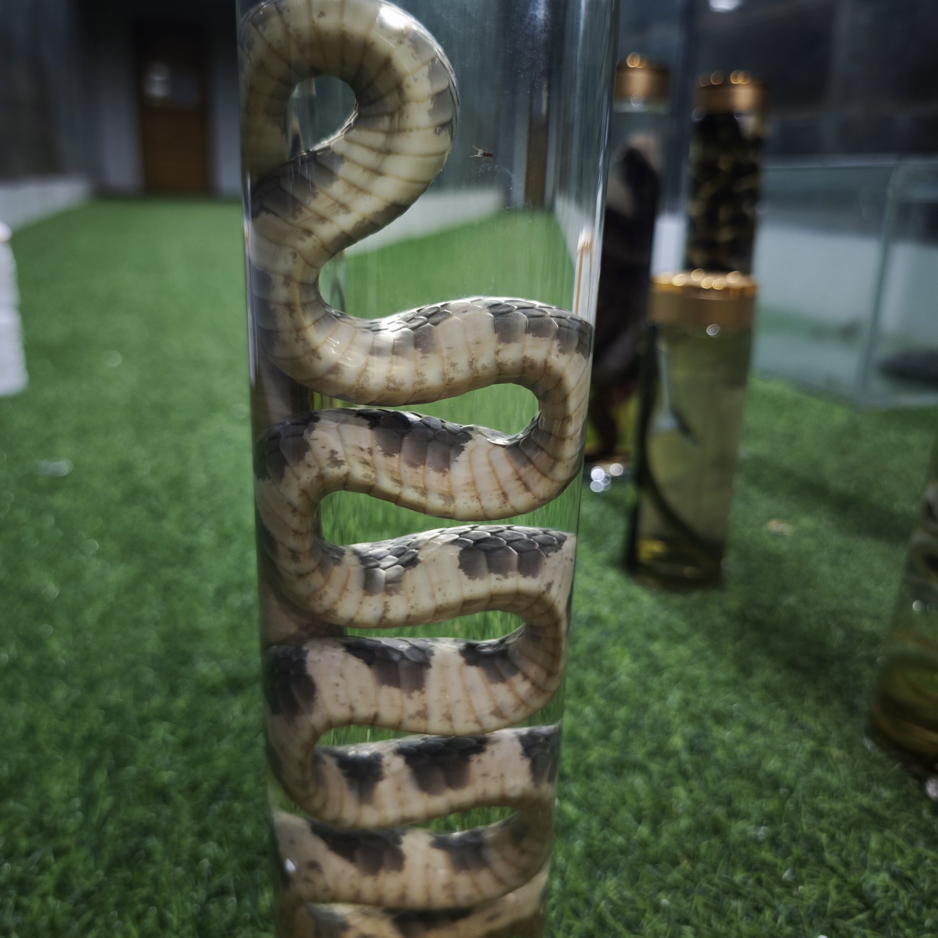 银环蛇酒泡制标本摆件