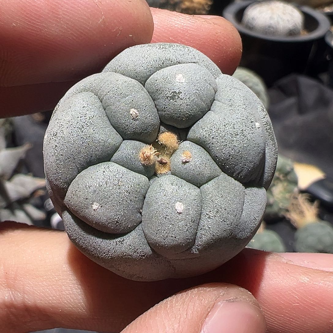 实生超 白佛头银