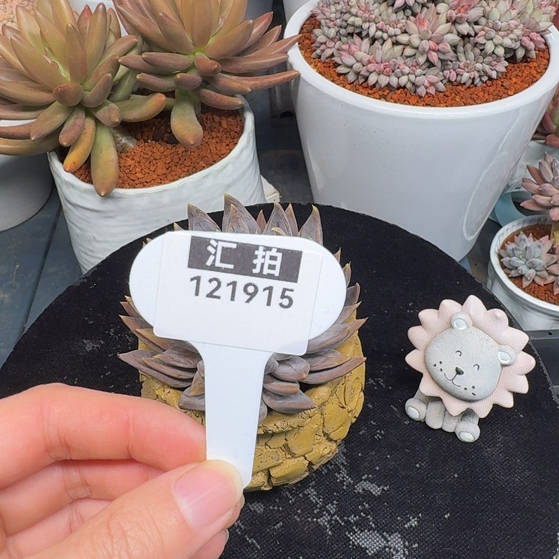 精品多肉植物121915