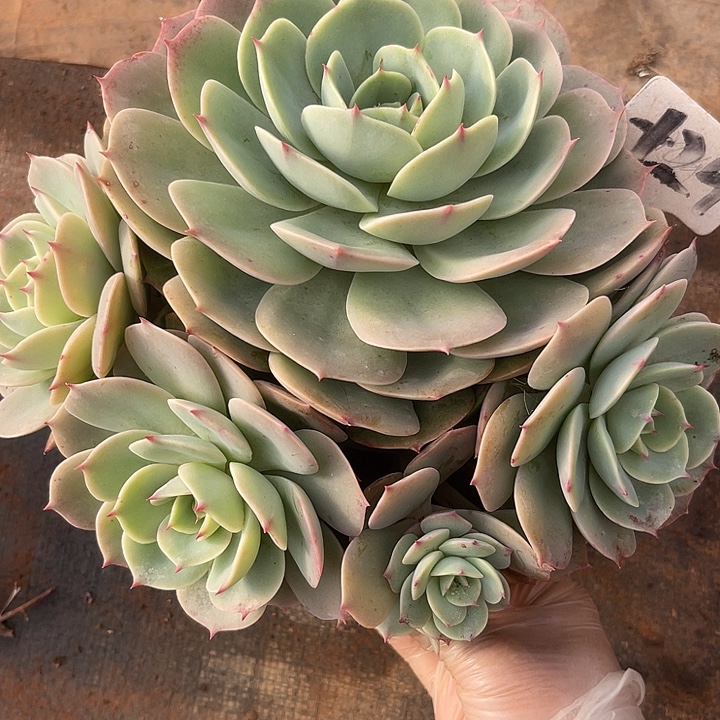 两单包邮， 一物一拍，散，29白雪公主