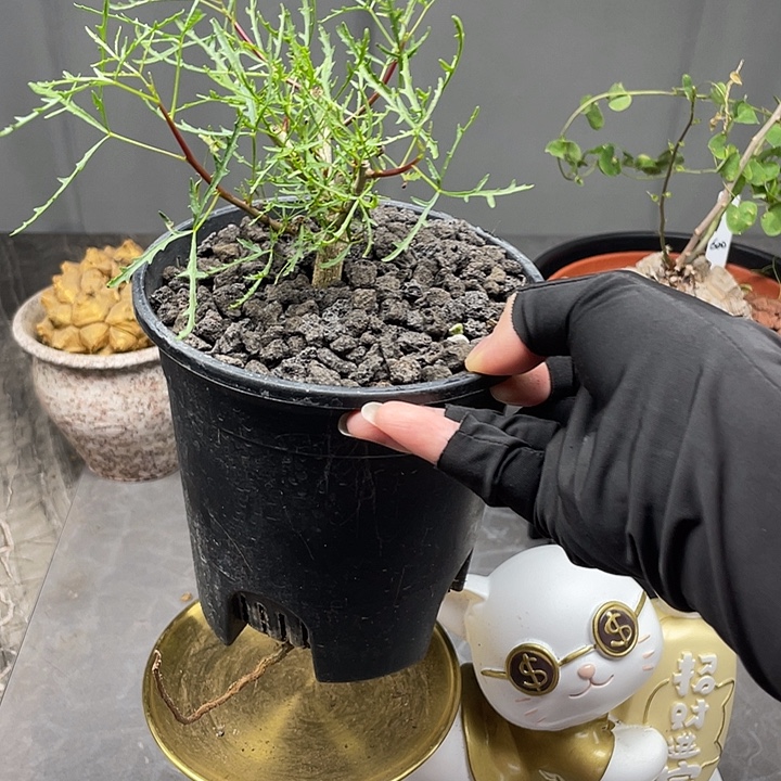 飞羽没药橄榄开播福利