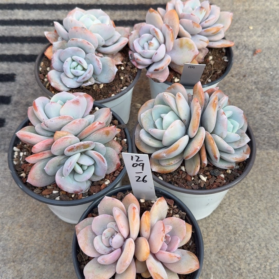 陈***丽1209-26奶茶双头五颗