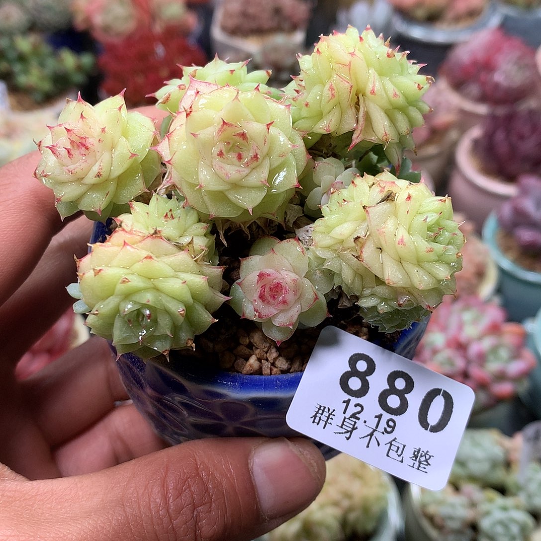 精控拇指盆1219880