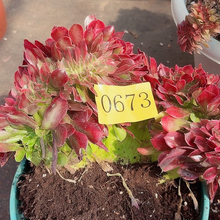多肉植物福利0673