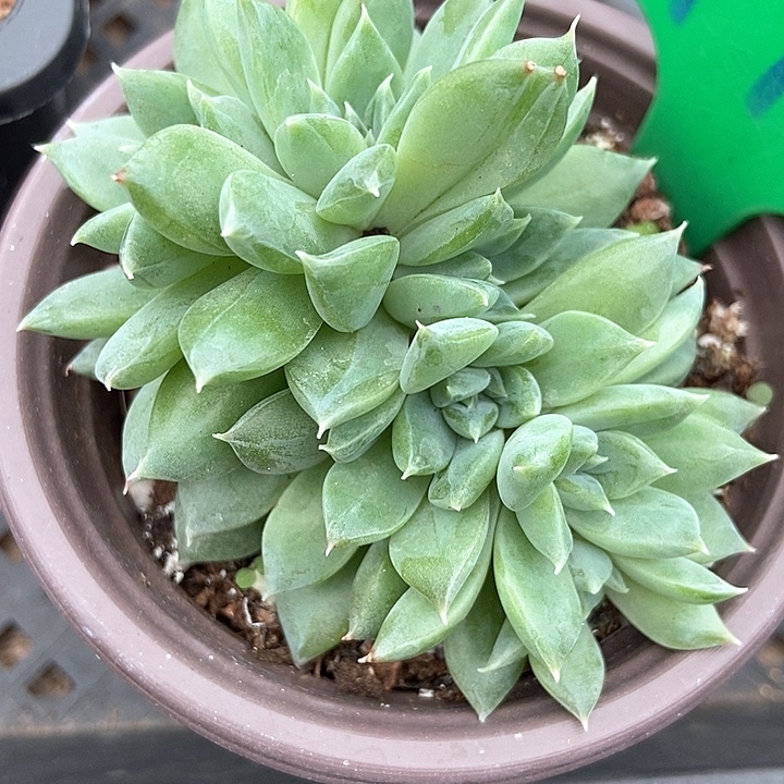 多肉植物幻影美人群992