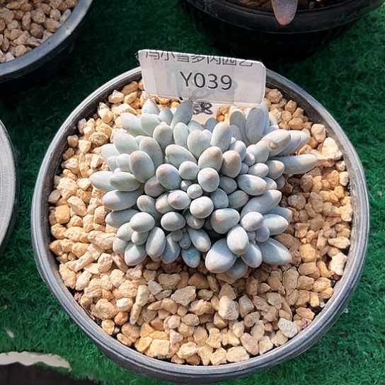 我是第一百个为妖姬应援哒