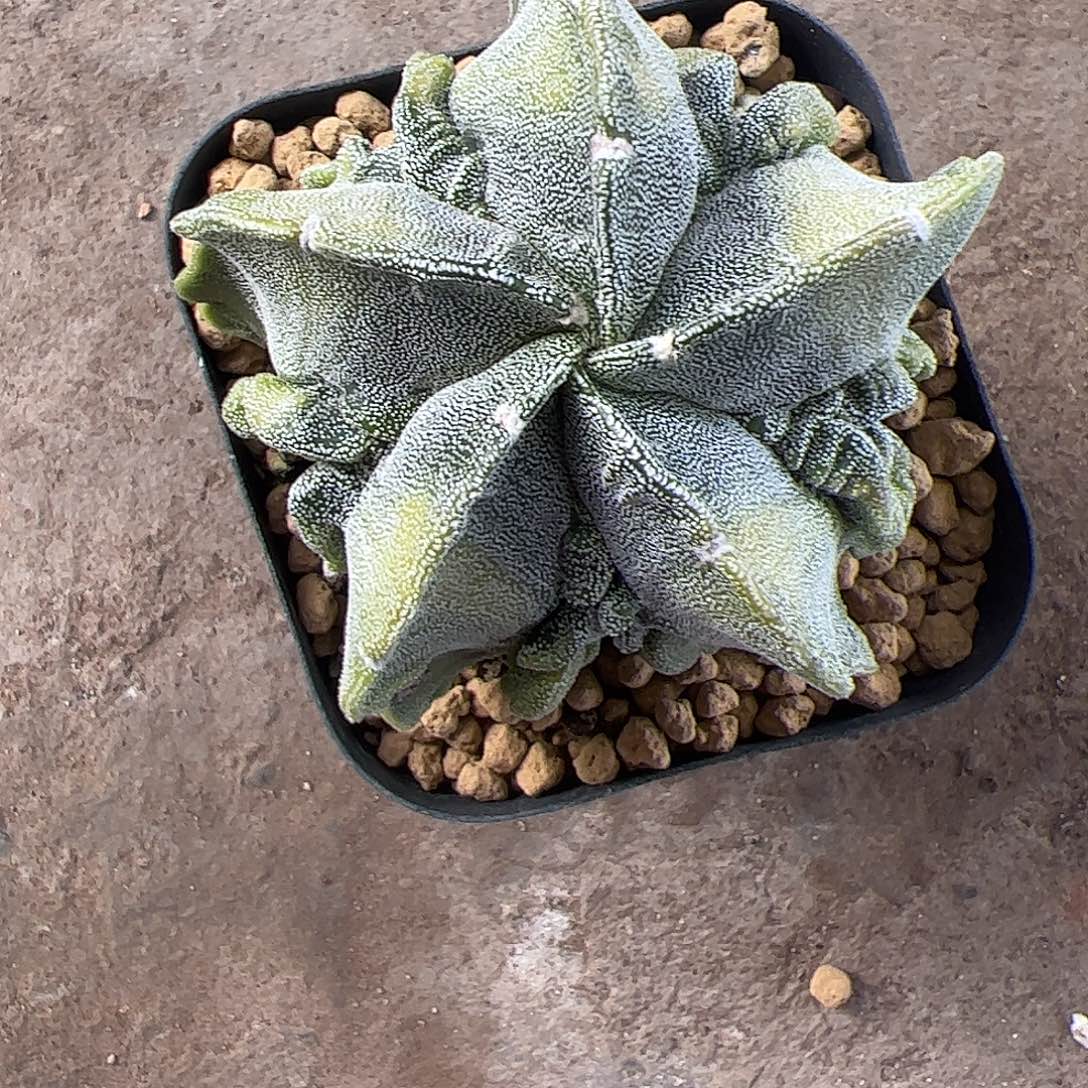 爱***丽实生鸾凤玉一物一拍