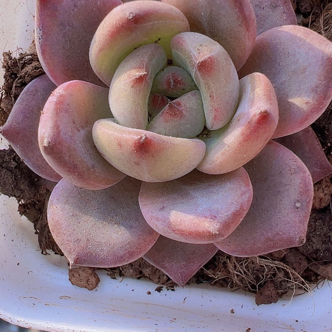 6.5盆夜魔侠19包邮多肉