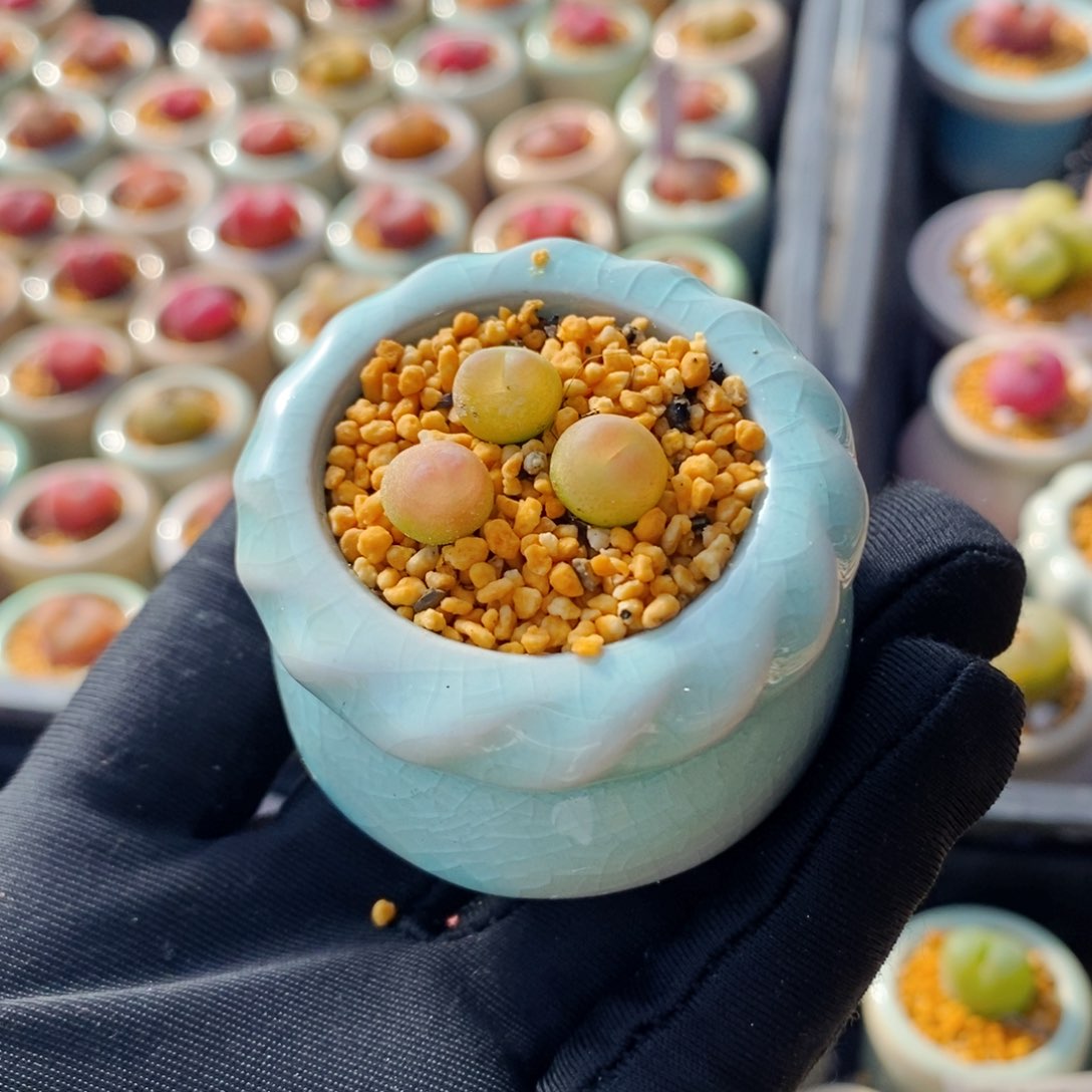 5304--一物一拍 带盆