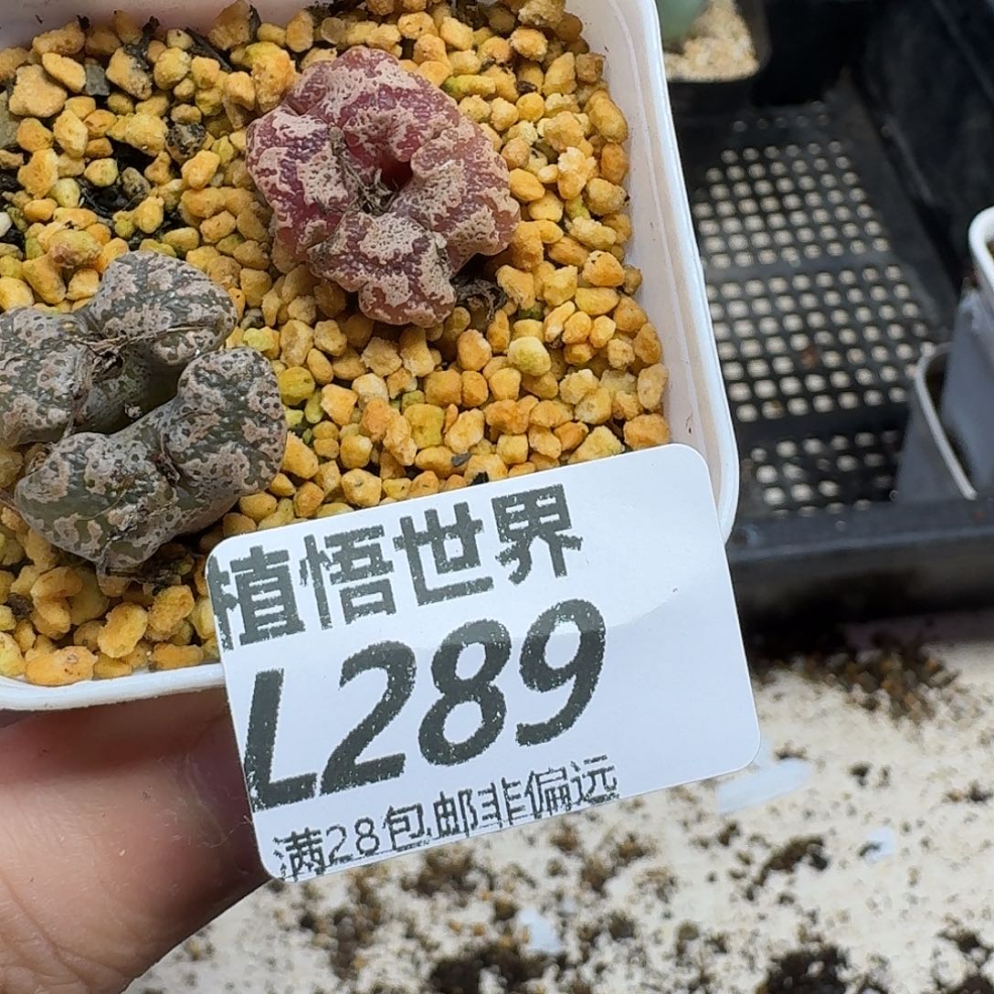 多肉植物的人生fvb