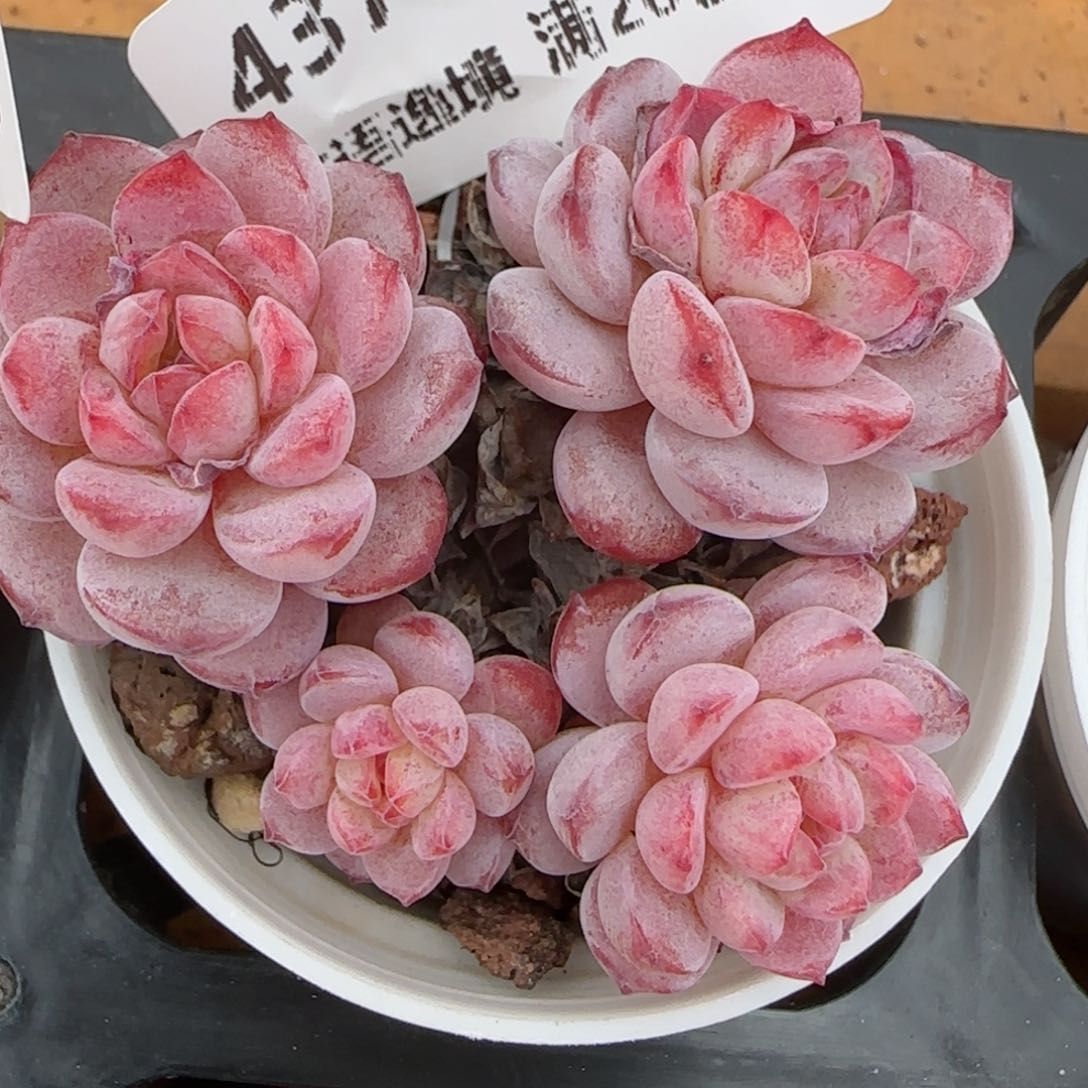 花语逸镜0130-437