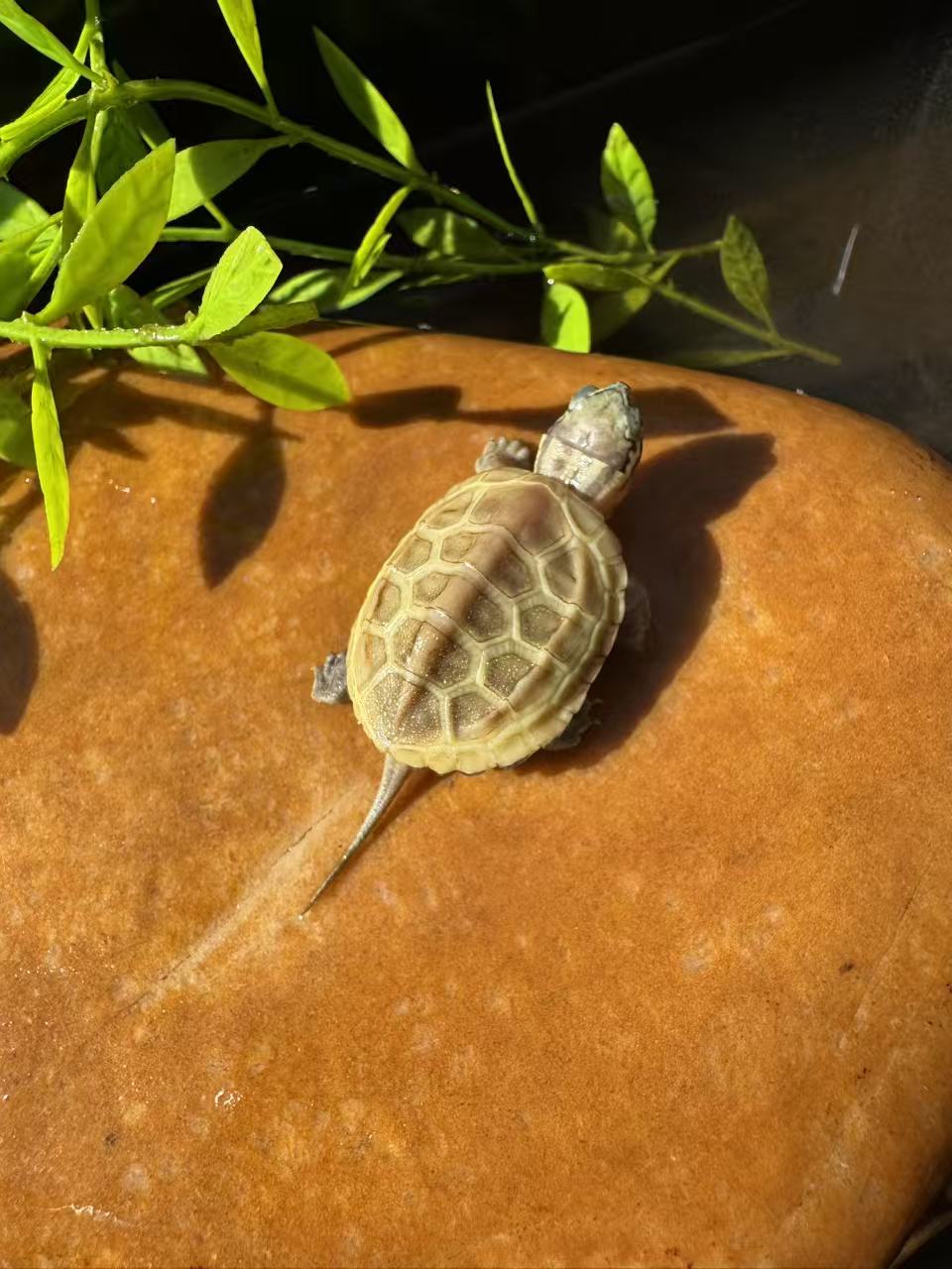 直播间 活体宠物乌龟下单链接 《一物一拍》