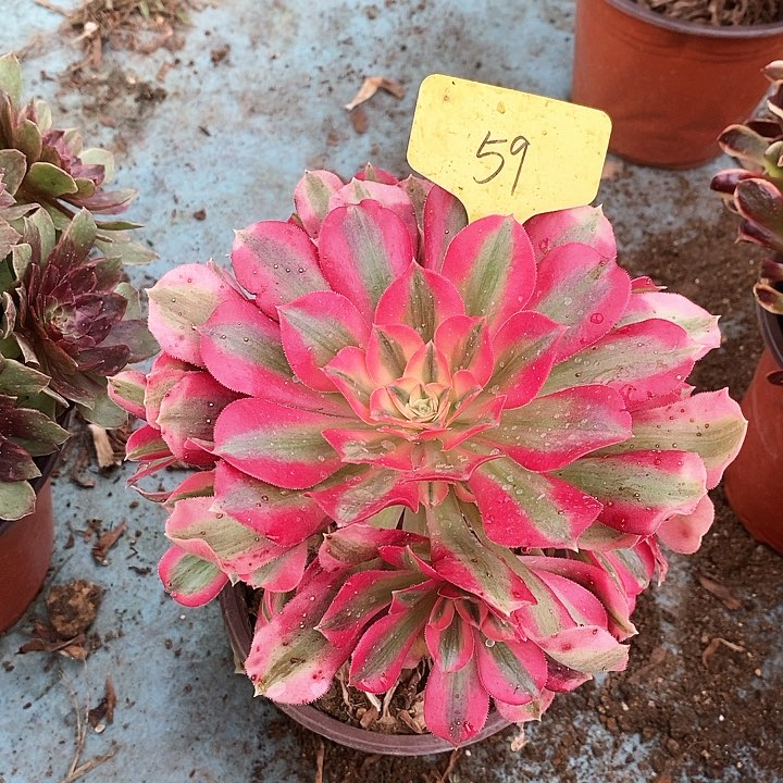 59 一颗粉女巫法师多肉