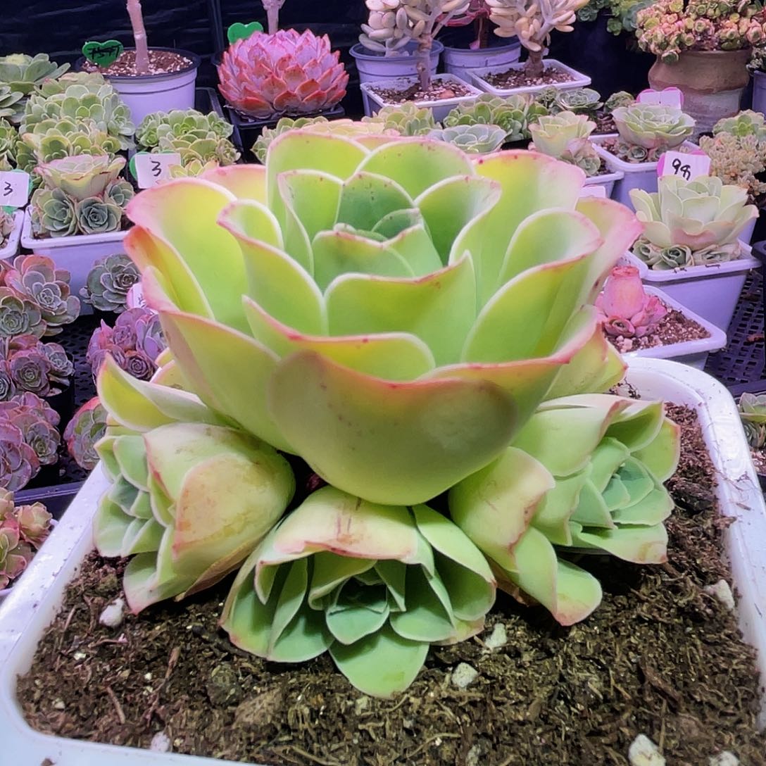 浴姿 非偏远包邮 多肉