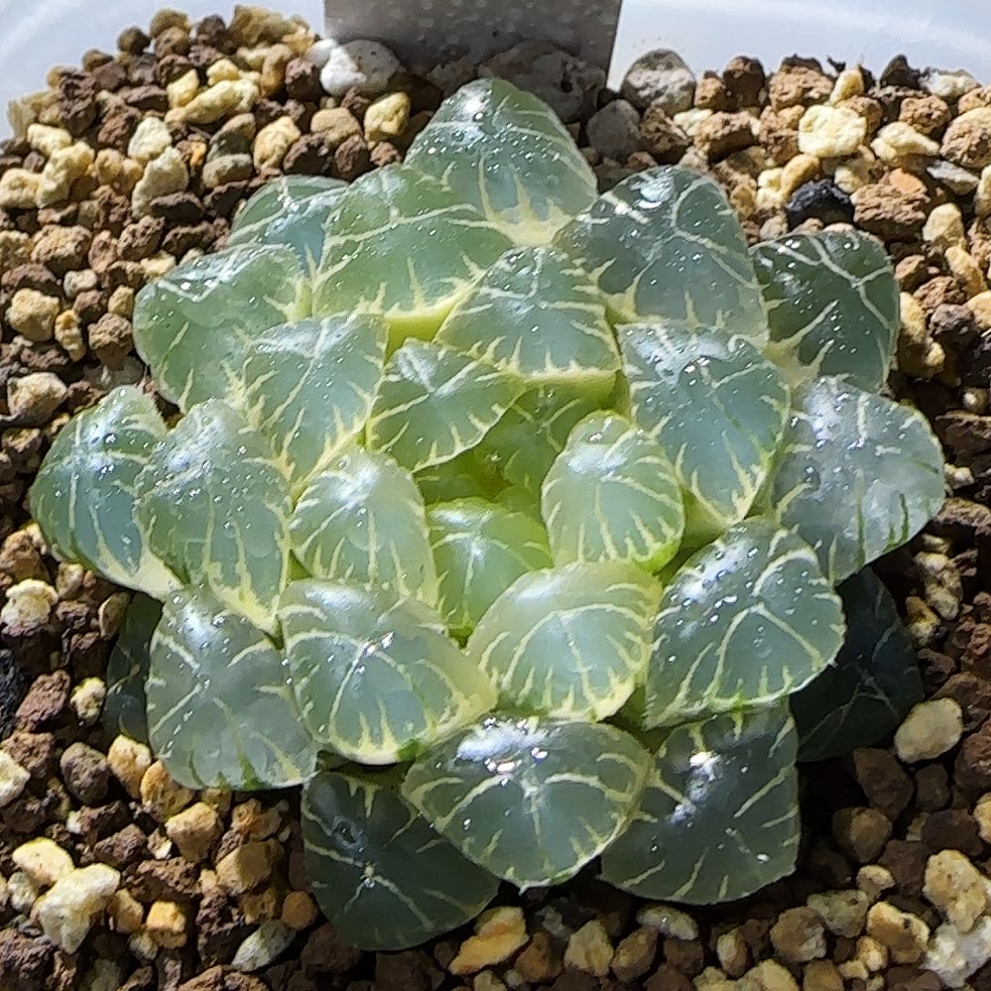 211号湖水糊斑 满背绿 5.2 厘米左右一物一拍带盆发货