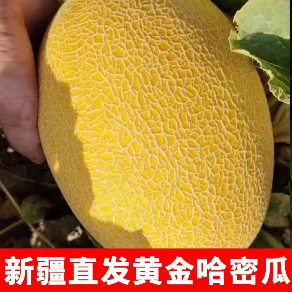 新疆哈密金色年华哈密瓜现摘现发脆甜多汁应季新鲜水果直发包邮