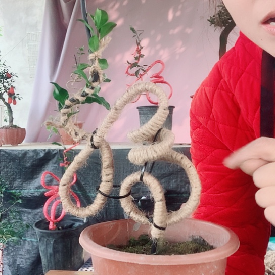 无花朵金弹子立体福。  