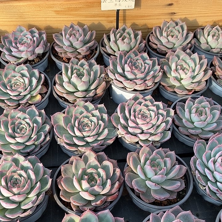 19法兰西玫瑰 福利多多