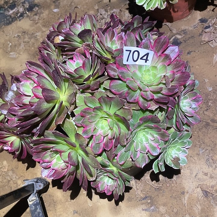 多肉植物法师704莲花