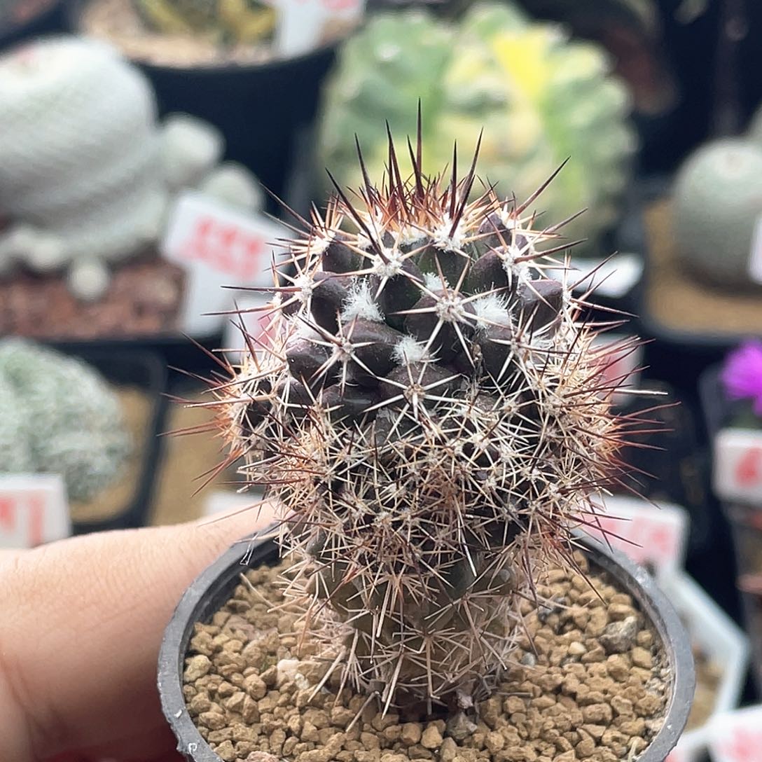 实生紫皮雪顶宝塔丸 微瑕