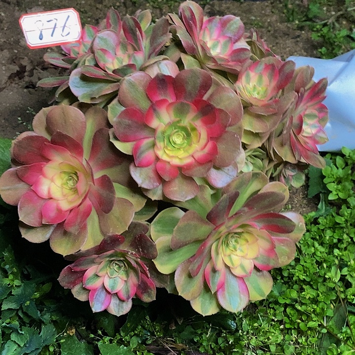 倾摇老桩多头法师876号