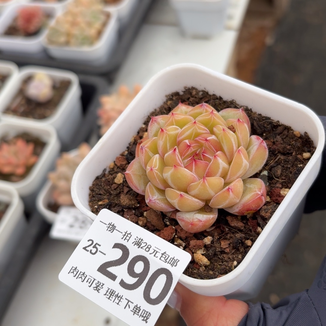 雪花珍妮无盆无发货