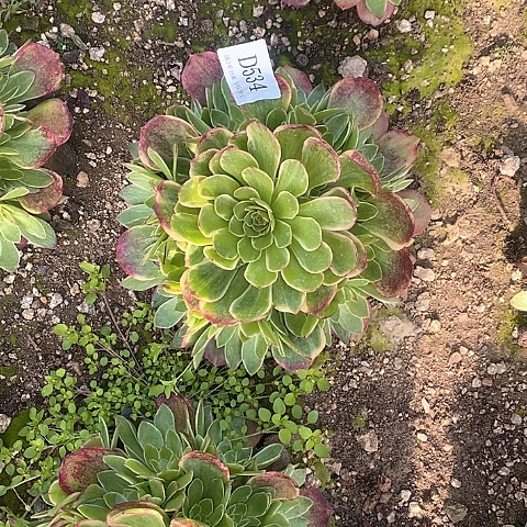 534粉花妖多肉法师