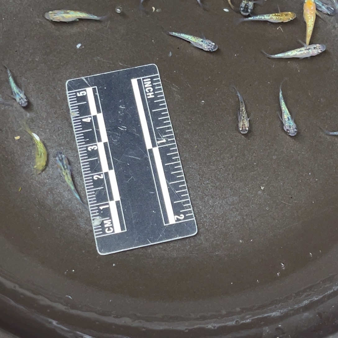 龙鱼12号哈哈哈哈哈哈