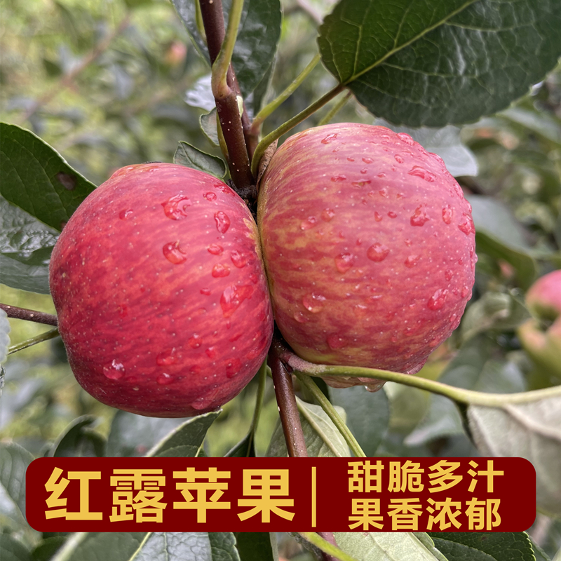云南高原丑苹果红露头茬鲜果脆甜多汁高山种植