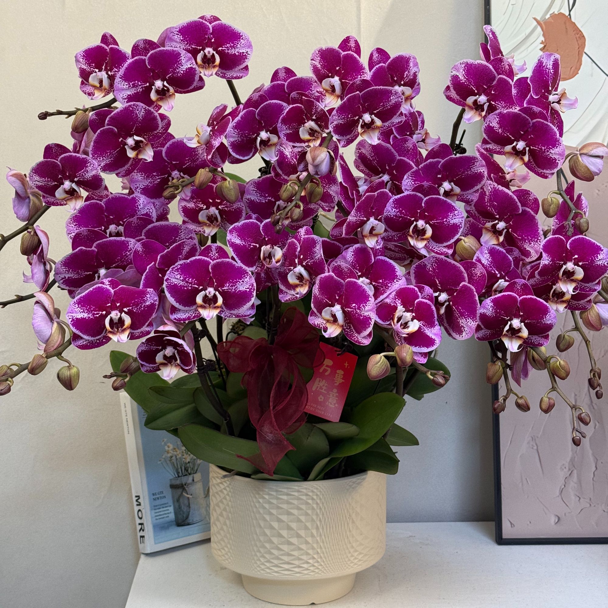  蝴蝶兰【大财主】真花 秋冬耐寒花卉 四季开花 多样性发货