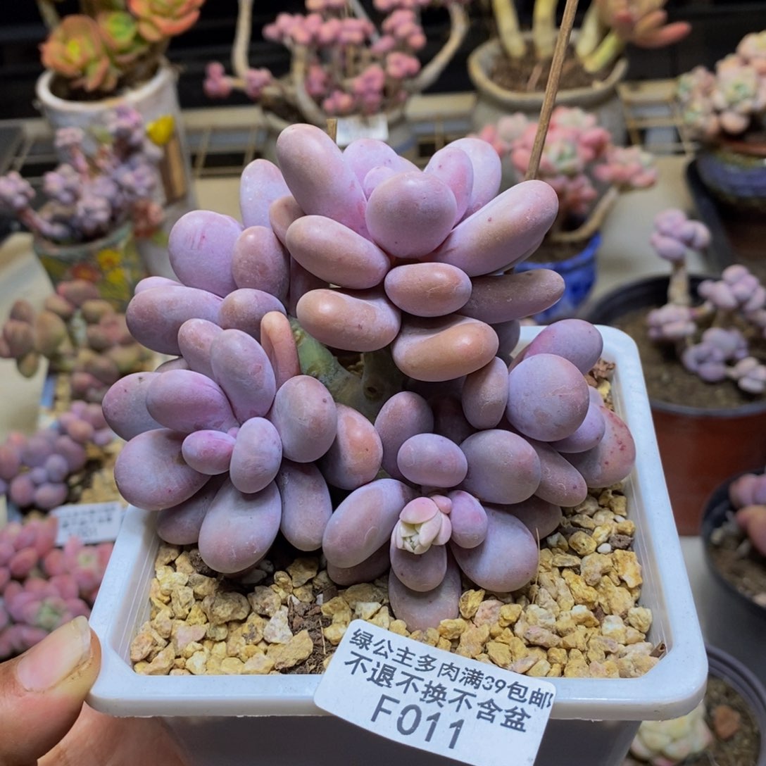 011水光针多肉9c m